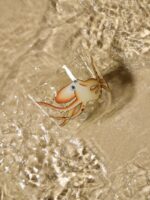 Lobmeyr High Seas Hand-Painted Crystal Carafe and 6 Tumblers - Image 4